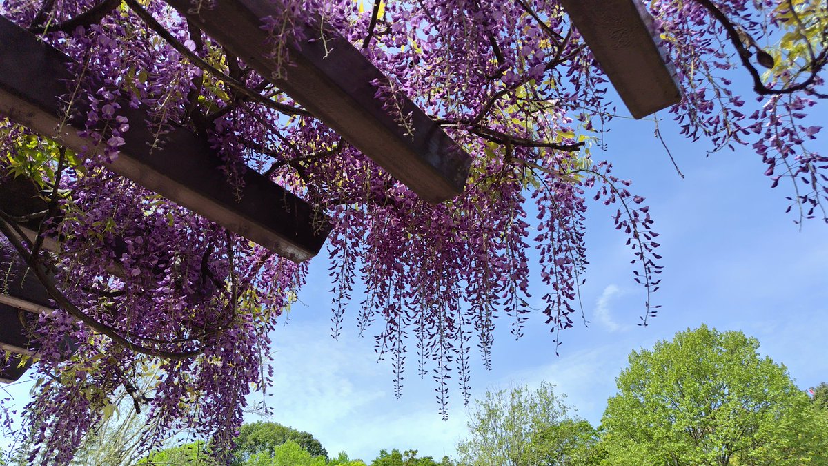 永久薔薇園🌹 tweet media