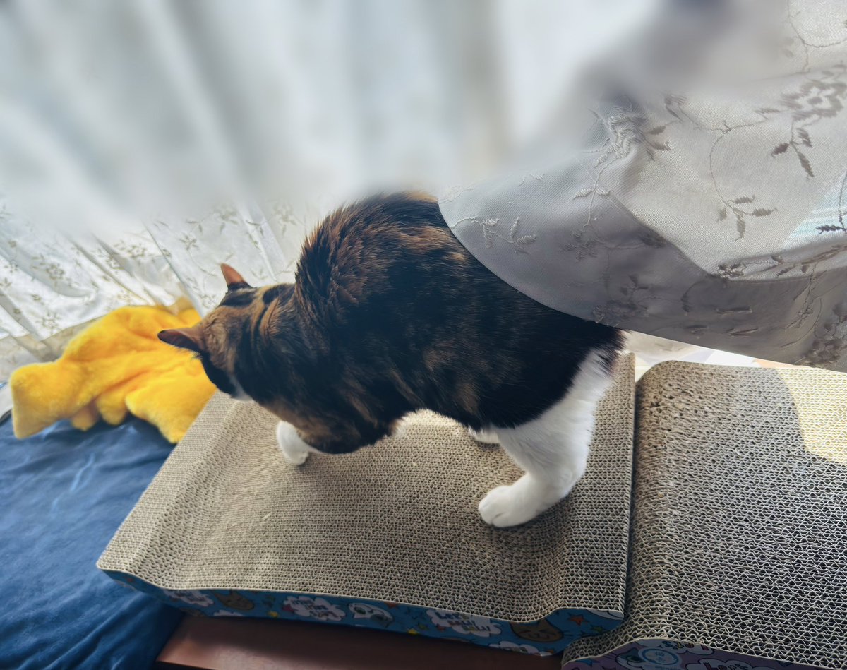 み〜&よう(よう&み〜からのお引越し)😸 tweet media