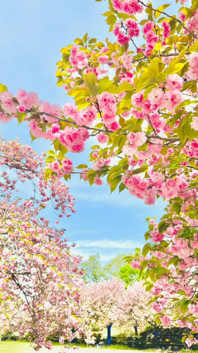 yumpipipi's tweet photo. お花見🌸などをした https://t.co/CQeubIZz6P