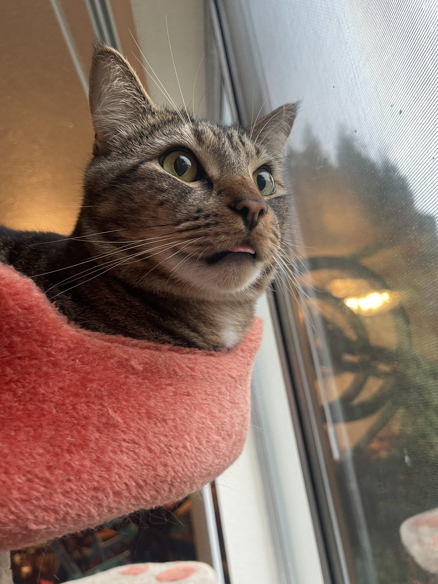 LunaThaFox tweet media