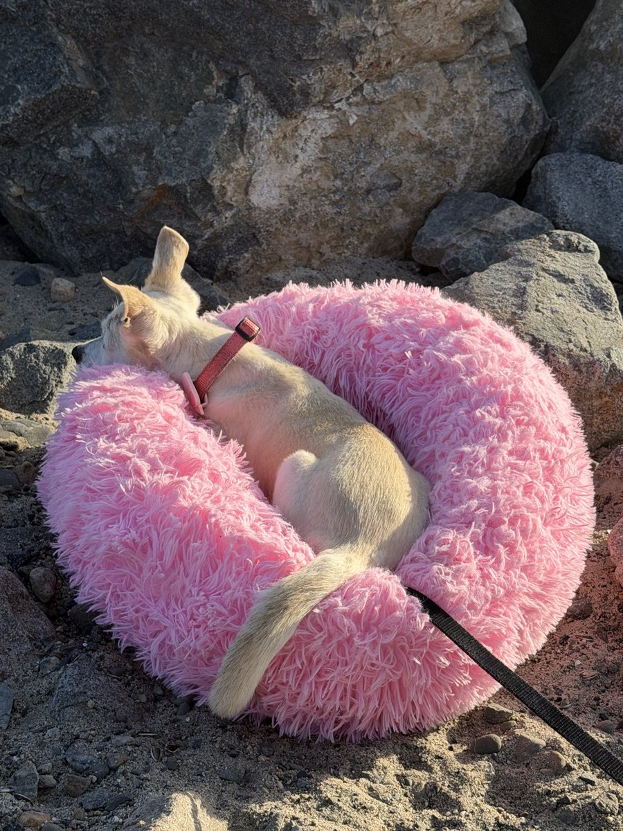 patpom5989's tweet image. Good dog 🐶💕🎈🌸 #Dog #DogLover #HappyDay #DogPicture