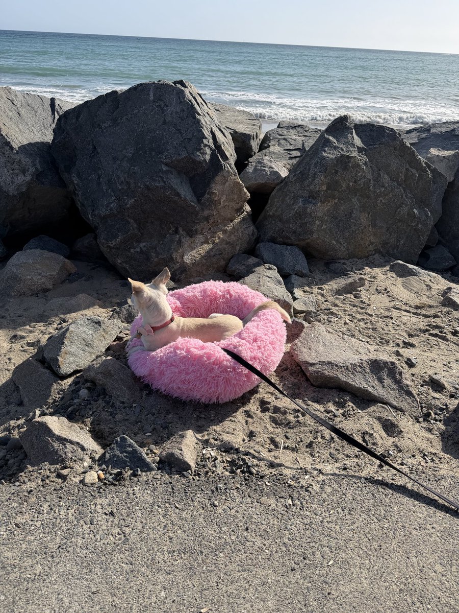 patpom5989's tweet image. Good dog 🐶💕🎈🌸 #Dog #DogLover #HappyDay #DogPicture