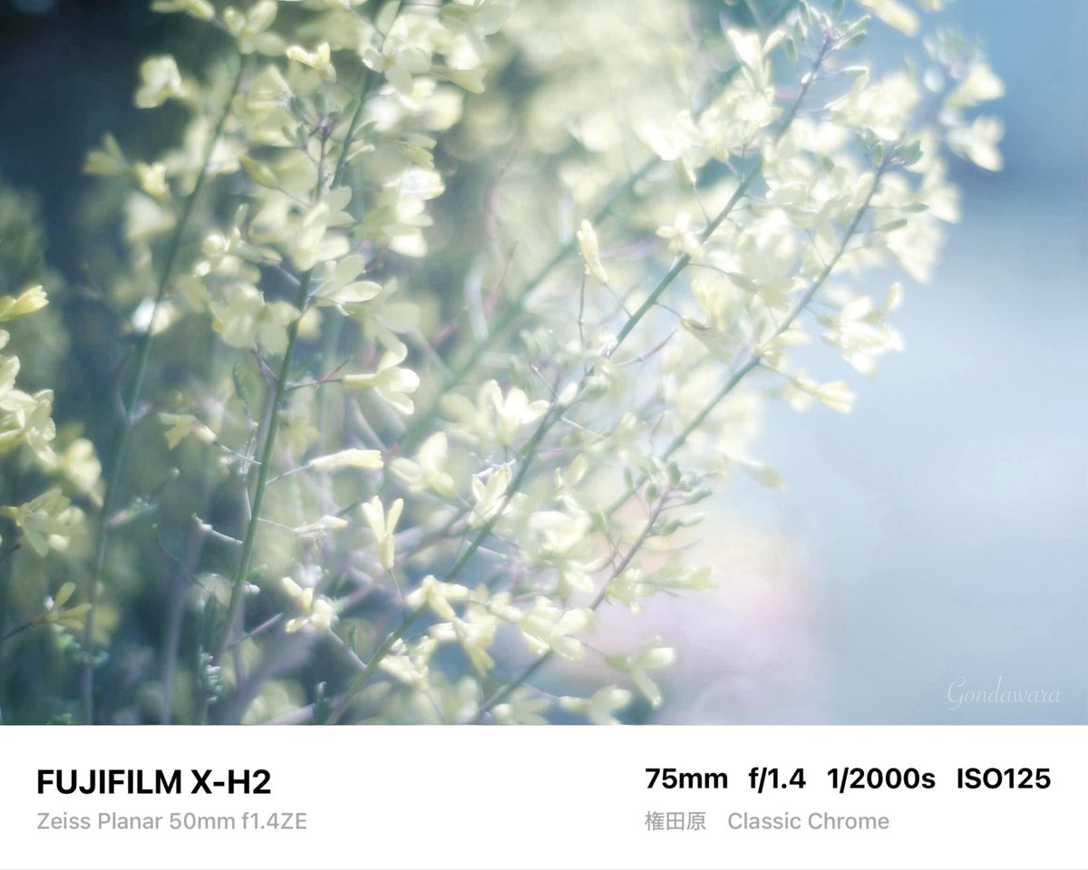 loqg78's tweet image. あ、コーシーの時間だっ(((~‾▿‾)~

#fujifilm_xseries #XH2 #Zeiss #Planar50ZE #ノスタルトーン