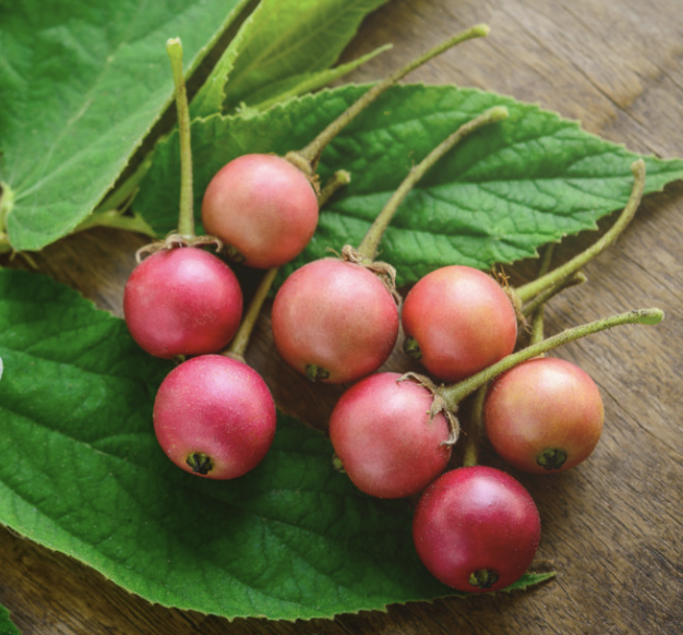 Ir. IPGSPR tweet media