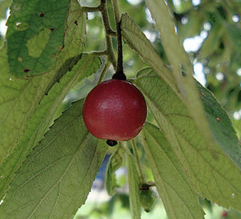 Ir. IPGSPR tweet media