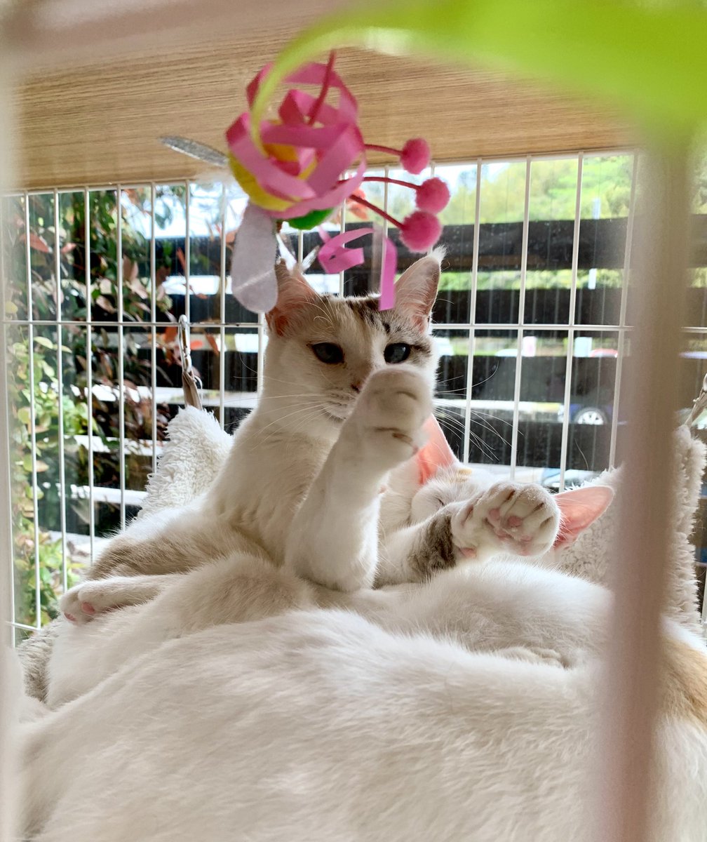 保護猫カフェうたたね tweet media