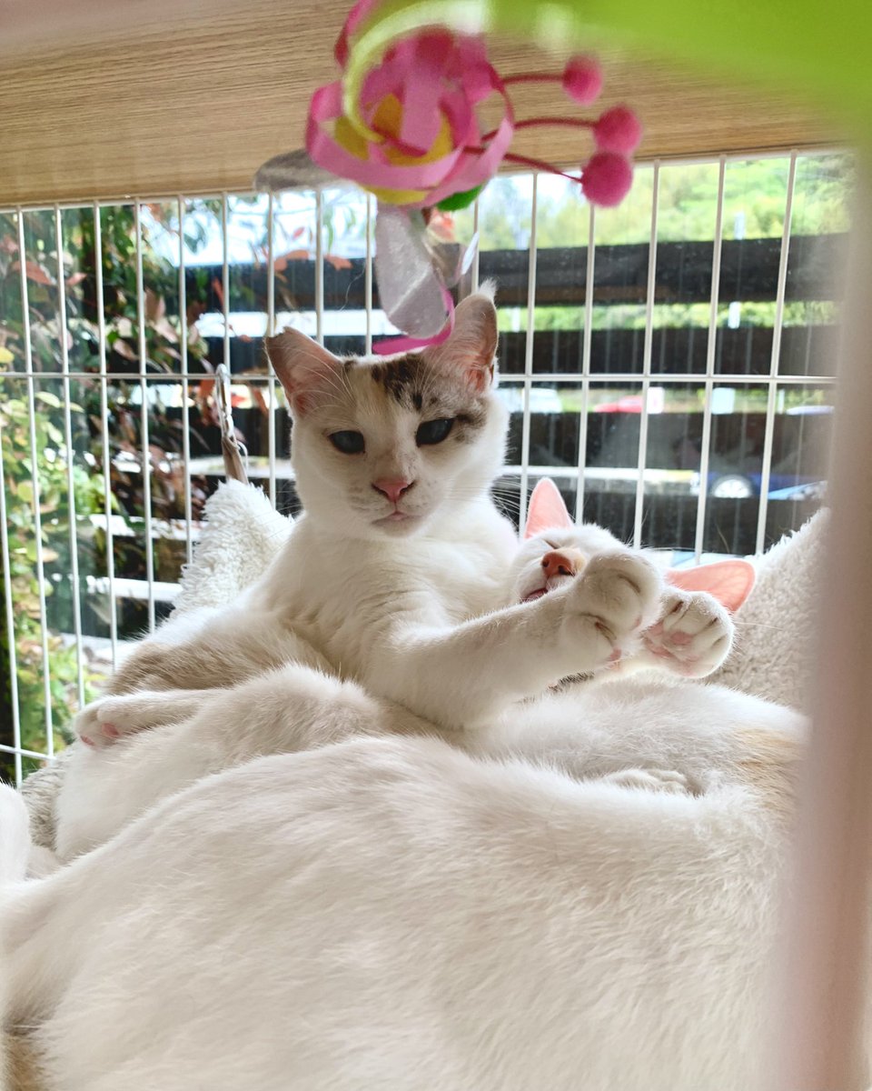 保護猫カフェうたたね tweet media