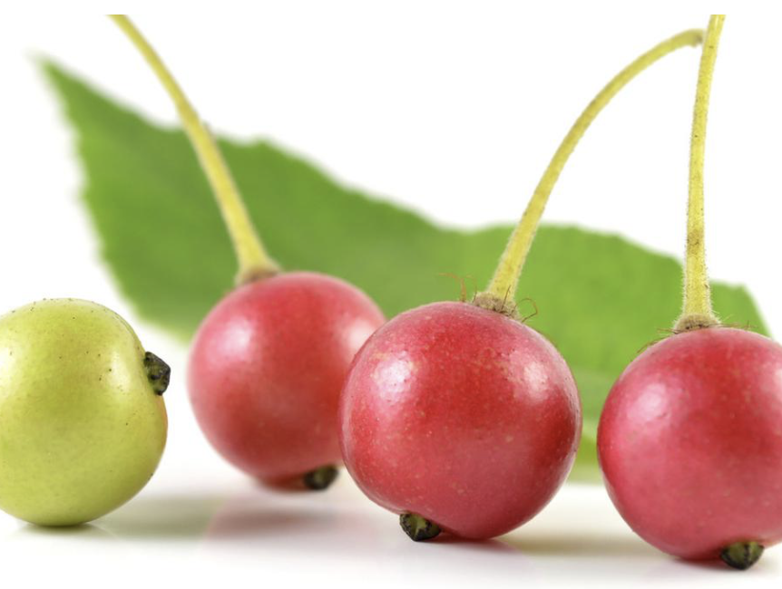 Ir. IPGSPR tweet media