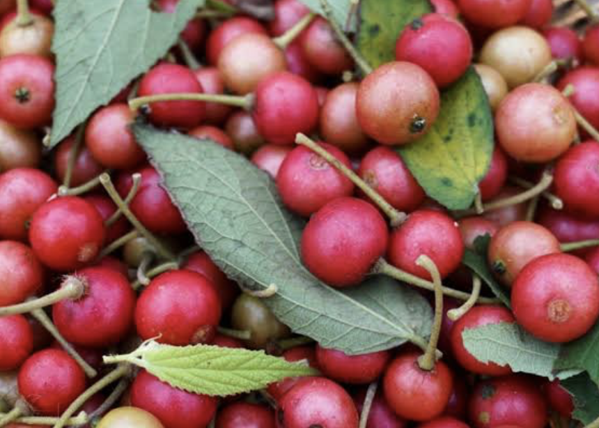 Ir. IPGSPR tweet media