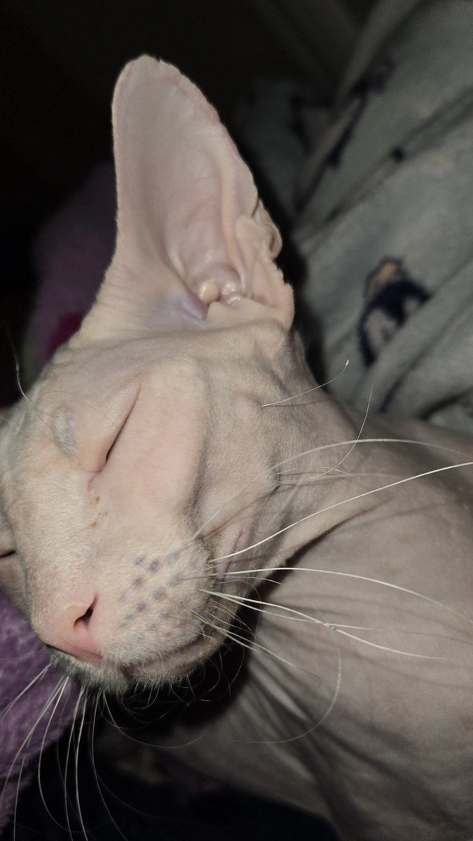 alice ;3 tweet media