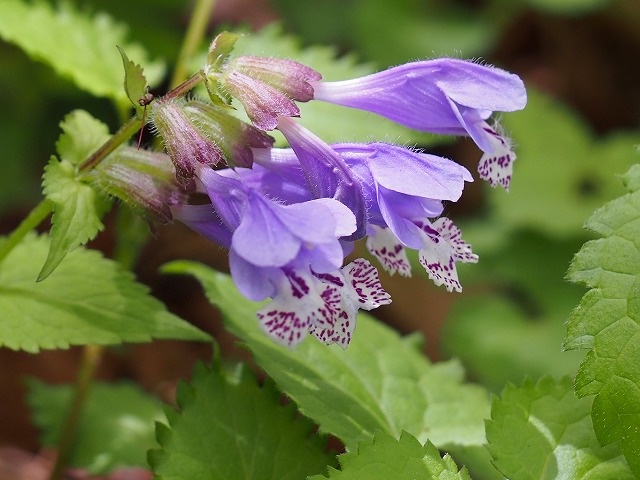 青紫色の

ラショウモンカズラ（羅生門蔓）
学名 Meehania urticifolia

 #ラショウモンカズラ #羅生門蔓 
 #六甲山  #神戸森林植物園 
 #野の花が好きな人と繋がりたい 
 #TLを花でいっぱいにしよう