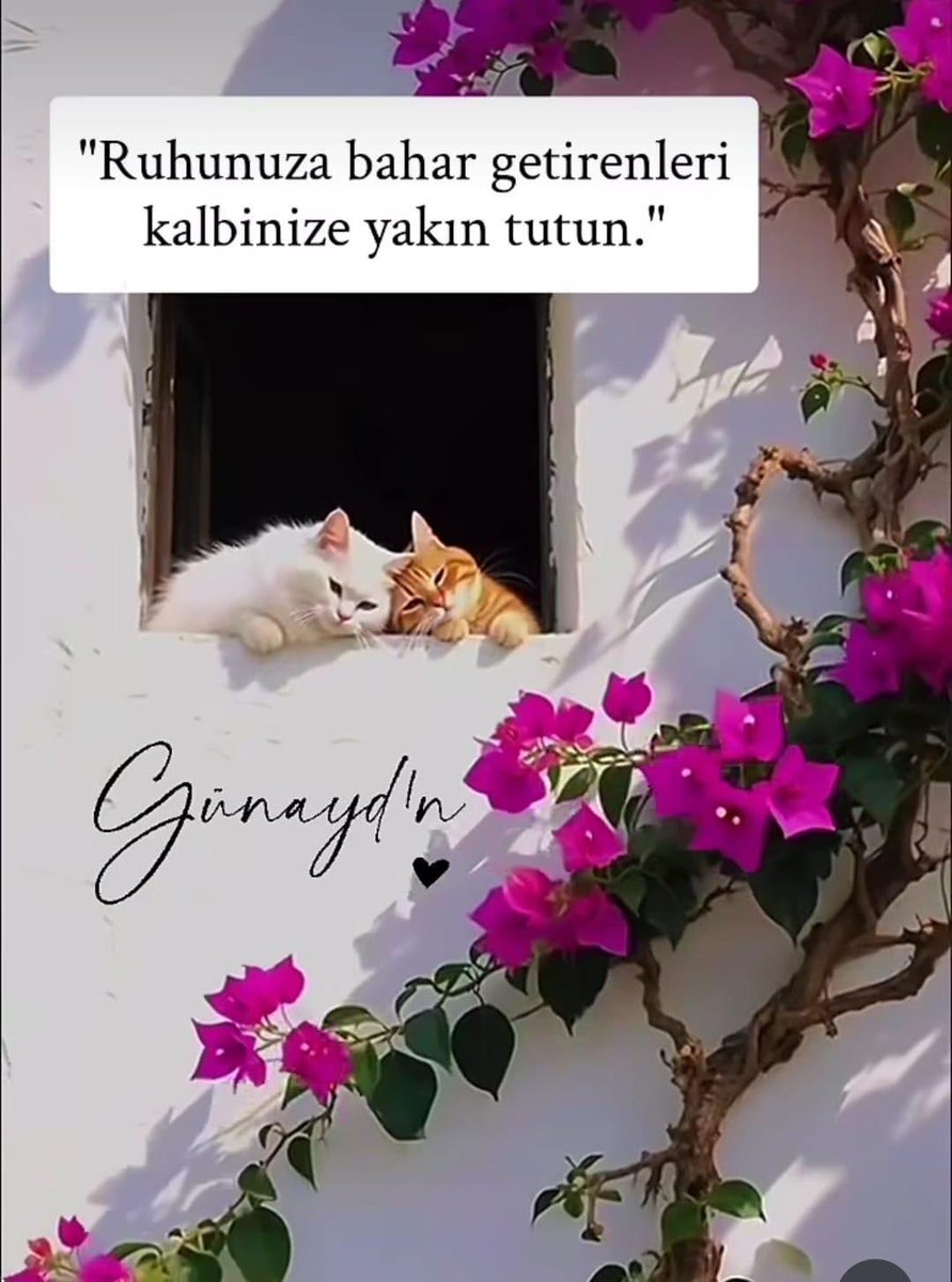 BanuSengull's tweet photo. Umut oldukça
Her yeni Gün
Yeni Bir Başlangıçtır .. 

#günaydın https://t.co/DBYkHCDskj