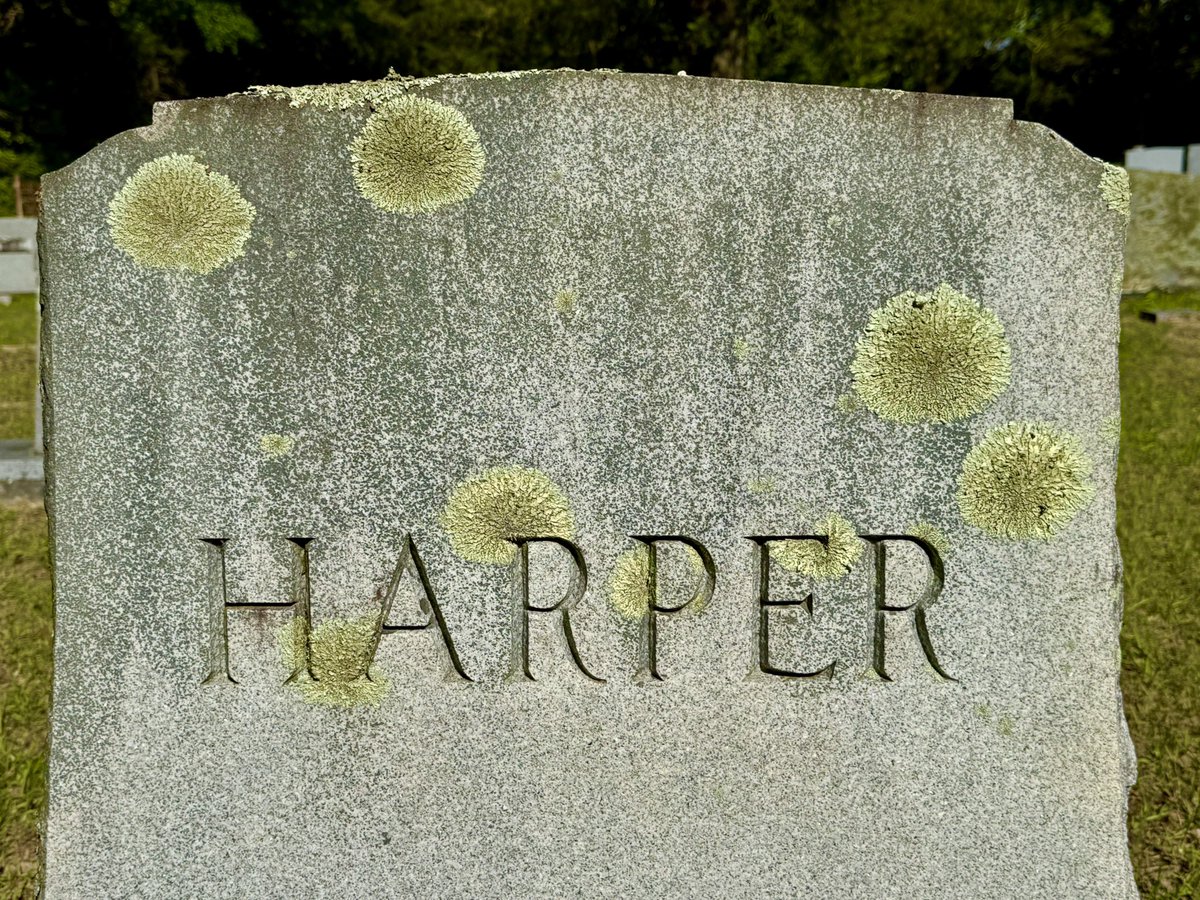 alabamaED's tweet image. Lichens are slow-growing organisms (fungi &amp;amp; algae) that thrive on stone, particularly in damp, shaded areas. They form crusty or leafy patches—often yellow, orange, or grey—and thrive on limestone, marble, and sandstone #Lichens #Cemetery #Tombstone