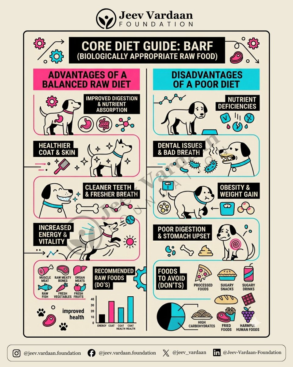 jeev_vardaan's tweet image. 🐶 What you feed your dog is an act of love. The BARF diet = better digestion, healthier coat, more energy &amp;amp; cleaner teeth. Your pet deserves the best! 🥩🌿🐾

#jeevvardaanfoundation #petnutrition #doghealth #BARFdiet