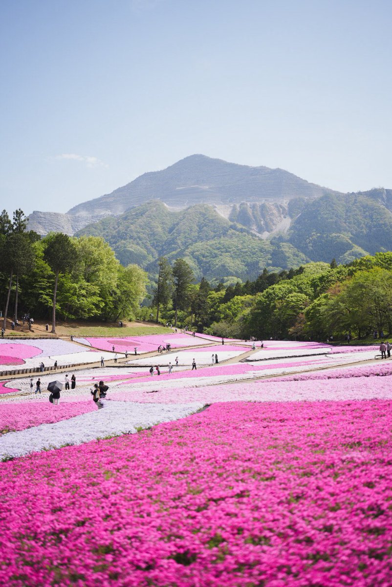秩父の芝桜素晴らしいすぎる🌸