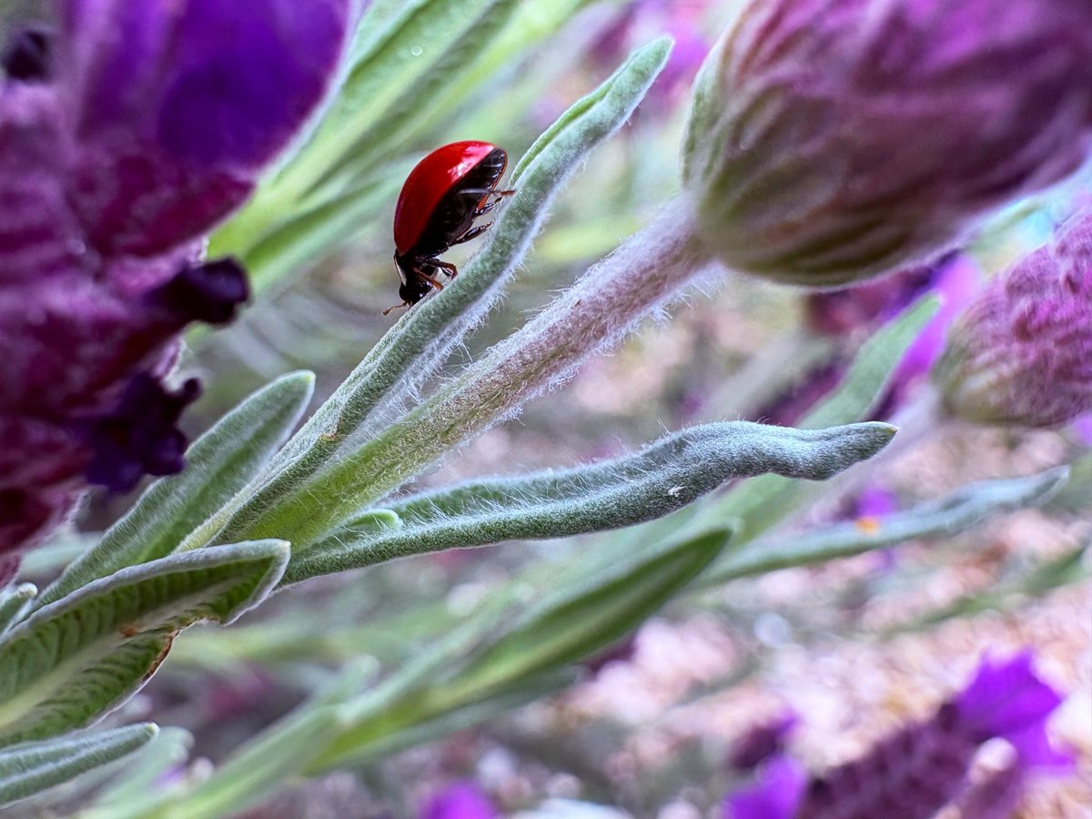 QuestionIt tweet media