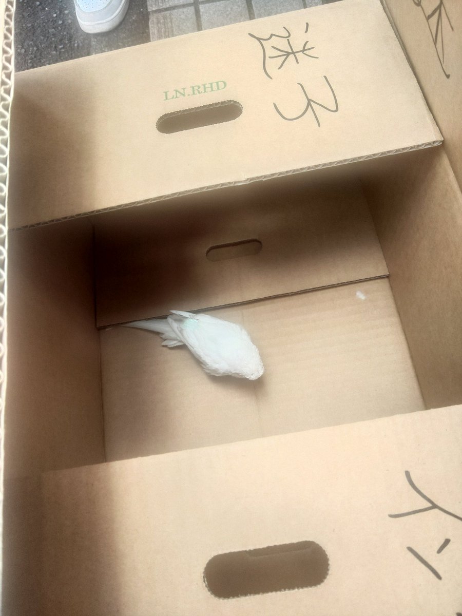 おいちょび＊ tweet media