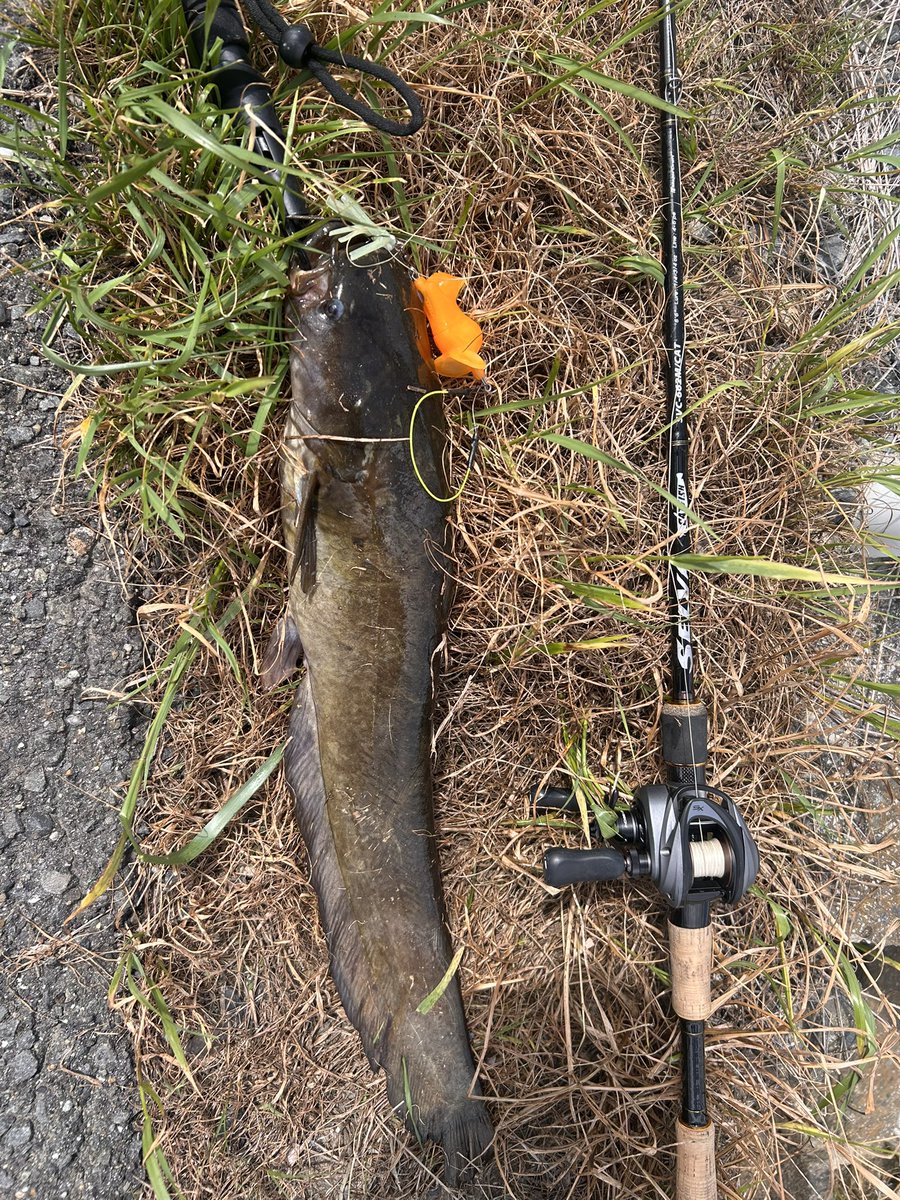 のすけ tweet media