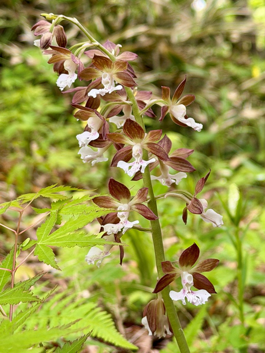 TonogayatoTeien's tweet image. This plant, known scientifically as Calanthe discolor, is a species of #orchid native to East Asia.
It is known as 'ebine' (lit. 'shrimp root') in Japan, for its elongated pseudobulb resembles a shrimp in appearance.
A yellow-flowered variety can also be found in the #garden.