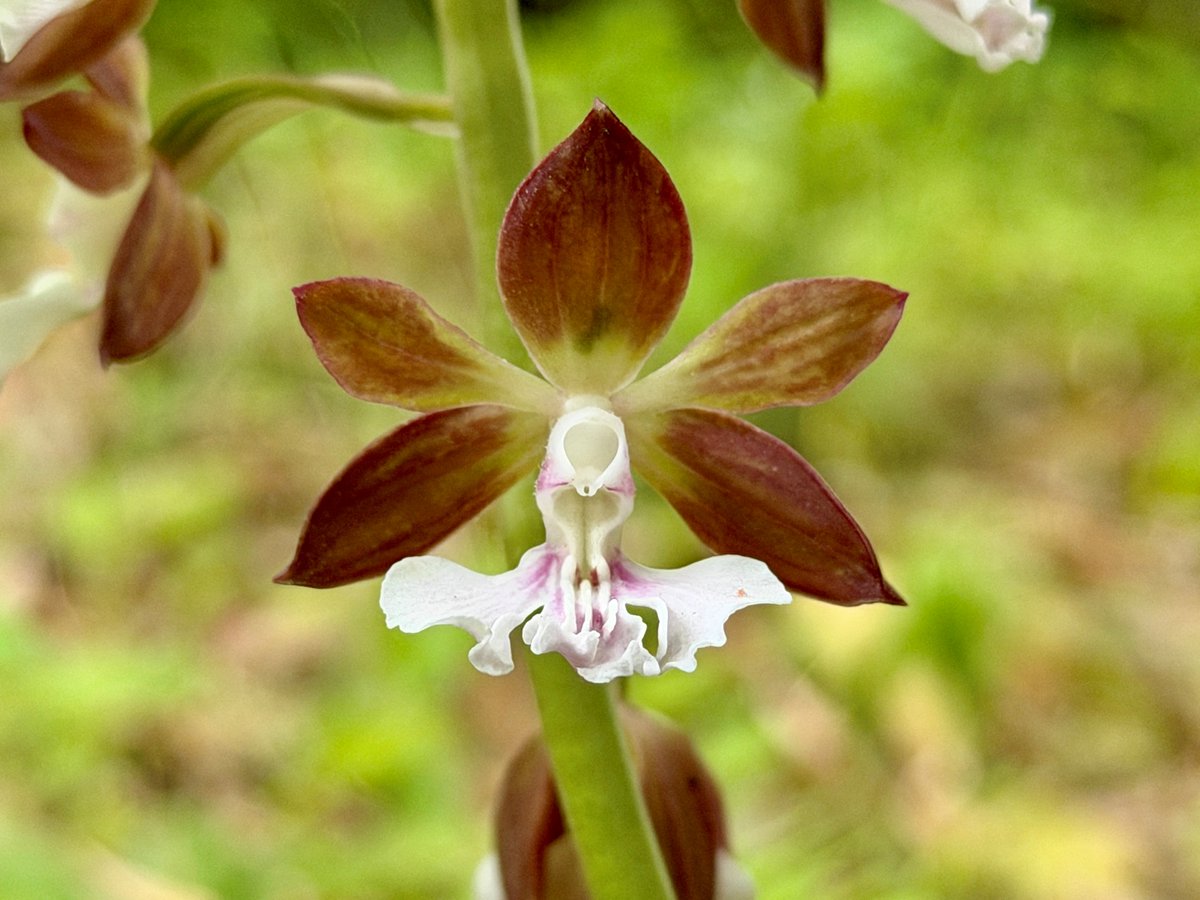 TonogayatoTeien's tweet image. This plant, known scientifically as Calanthe discolor, is a species of #orchid native to East Asia.
It is known as 'ebine' (lit. 'shrimp root') in Japan, for its elongated pseudobulb resembles a shrimp in appearance.
A yellow-flowered variety can also be found in the #garden.