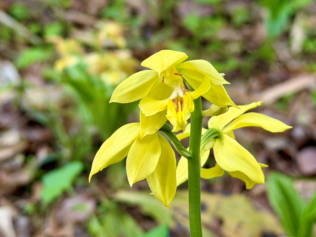 TonogayatoTeien's tweet image. This plant, known scientifically as Calanthe discolor, is a species of #orchid native to East Asia.
It is known as 'ebine' (lit. 'shrimp root') in Japan, for its elongated pseudobulb resembles a shrimp in appearance.
A yellow-flowered variety can also be found in the #garden.