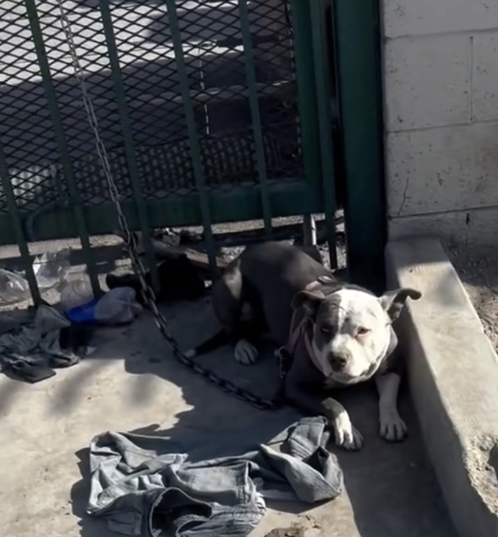 JoeyTuccio tweet media