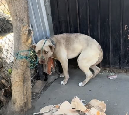 JoeyTuccio tweet media