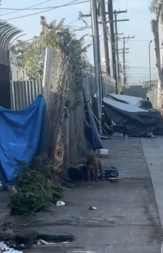 JoeyTuccio tweet media