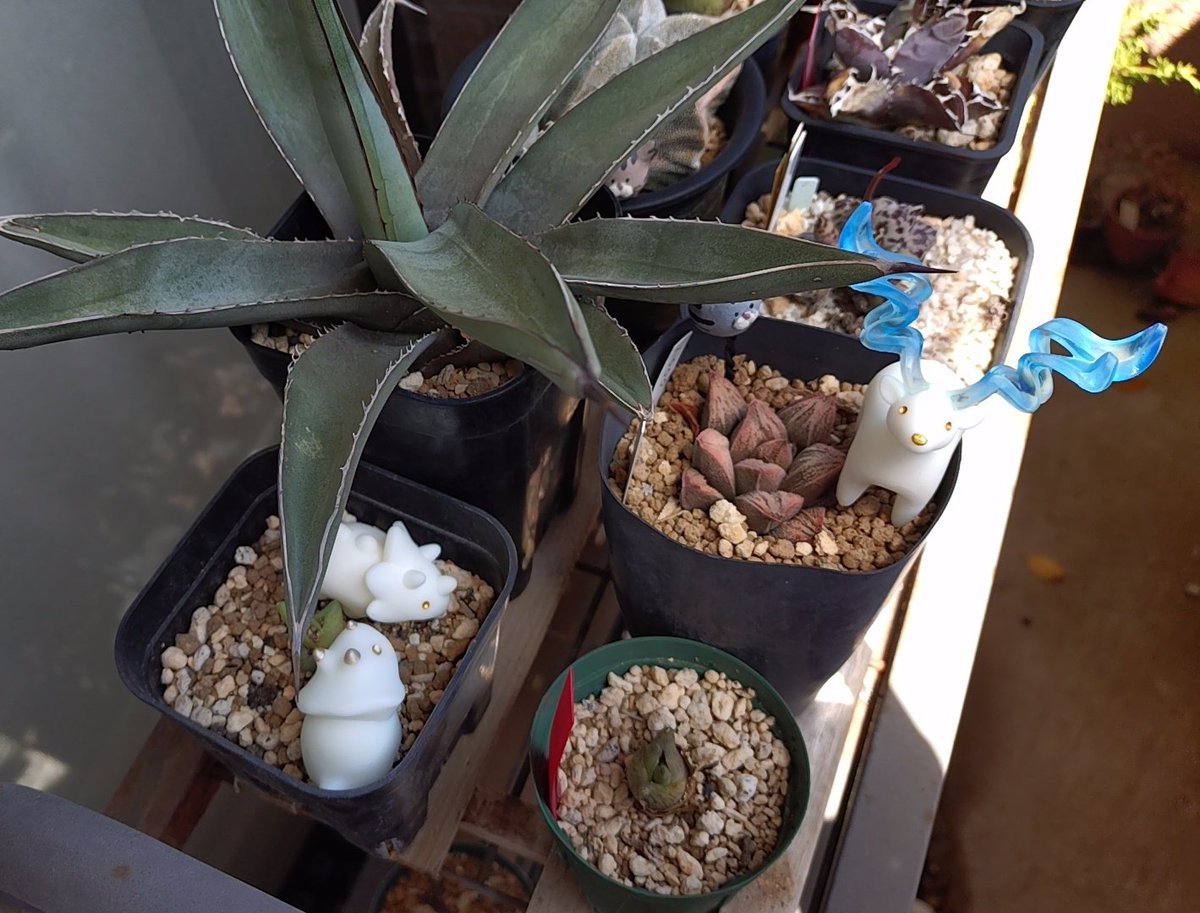 あー・ねこ tweet media