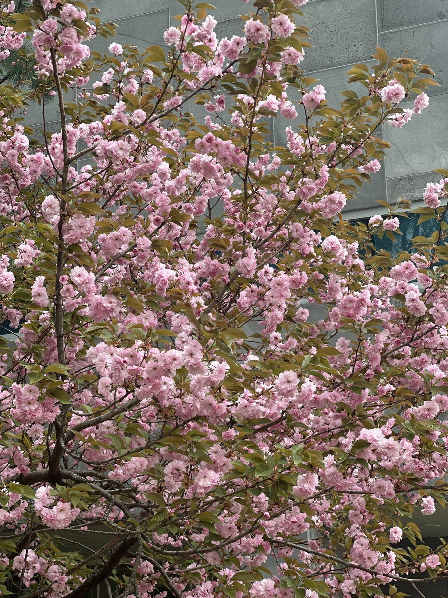 여름의 우물 밖 버들 🕯️ tweet media