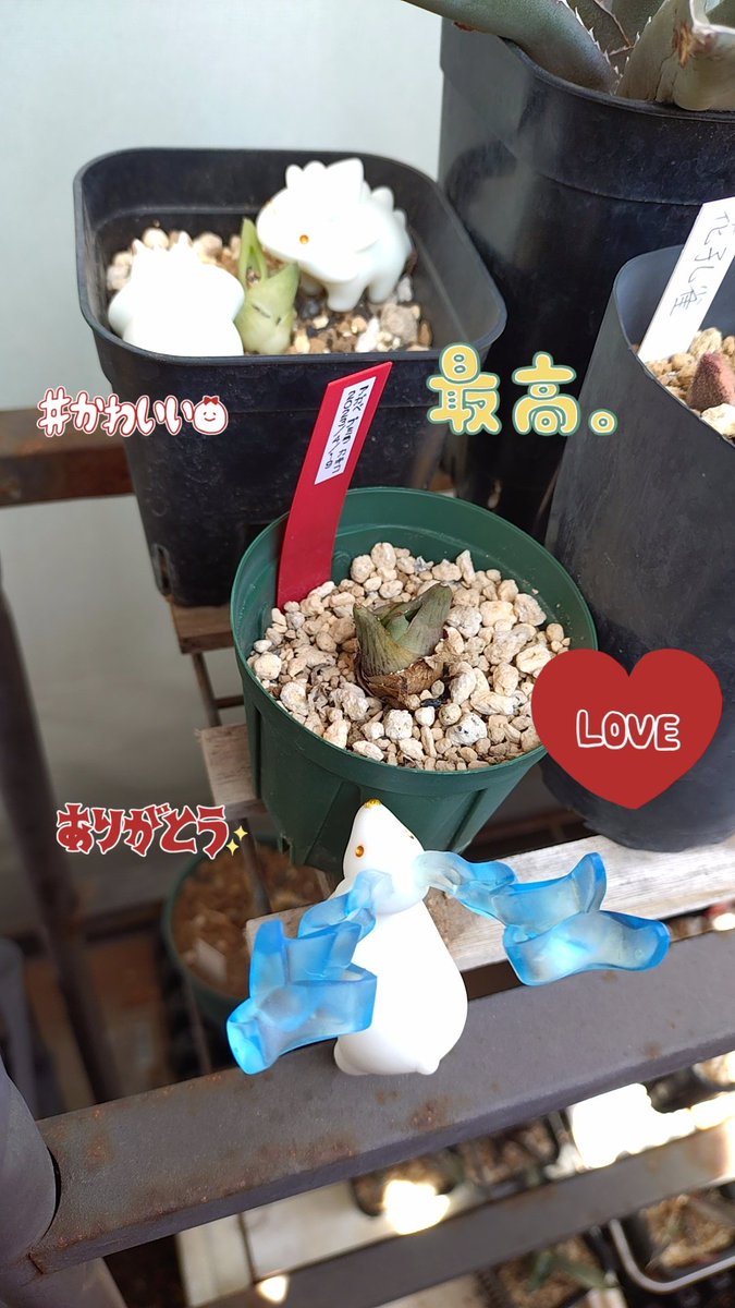 あー・ねこ tweet media