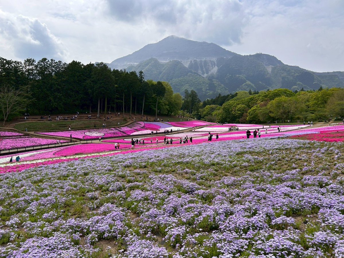 ✿「風 Ⅴ」✿ tweet media