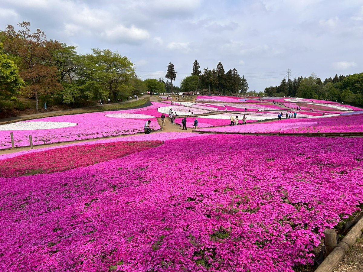 ✿「風 Ⅴ」✿ tweet media