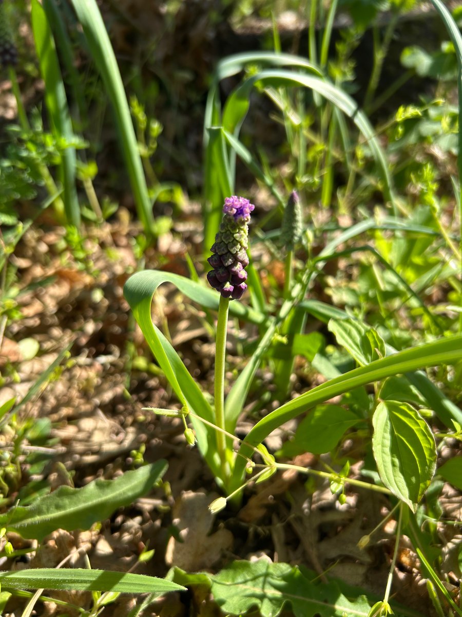 manuelacasasoli's tweet image. From my hikes...

Woodland secrets.

Umbria - 2026

Have a good day!

#hiking #adventures #nature #flowers
