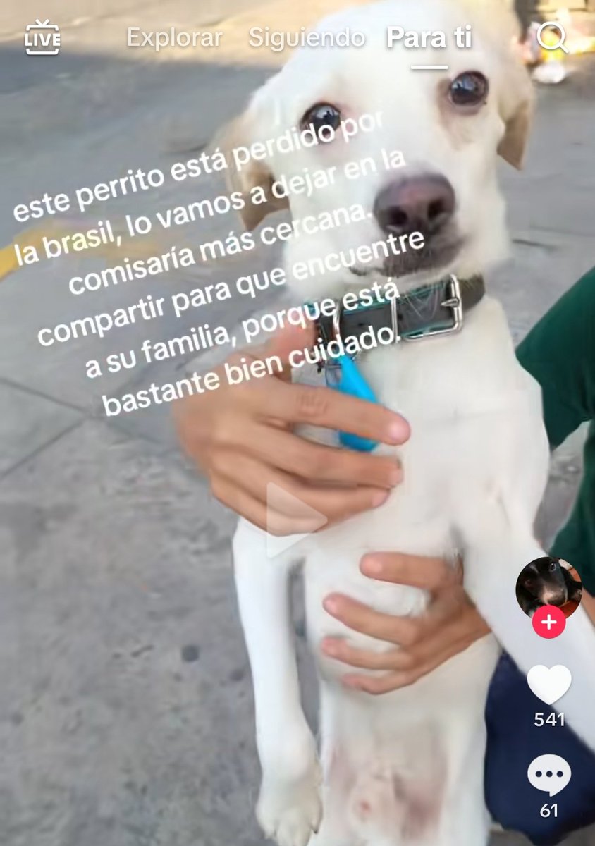danegamez's tweet photo. Ayudemos a encontrar a la familia de este perrito que fue encontrado en Breña, Lima.
En la segunda imagen, el número para comunicarse si lo reconocen. https://t.co/dYtFhOMa0G
