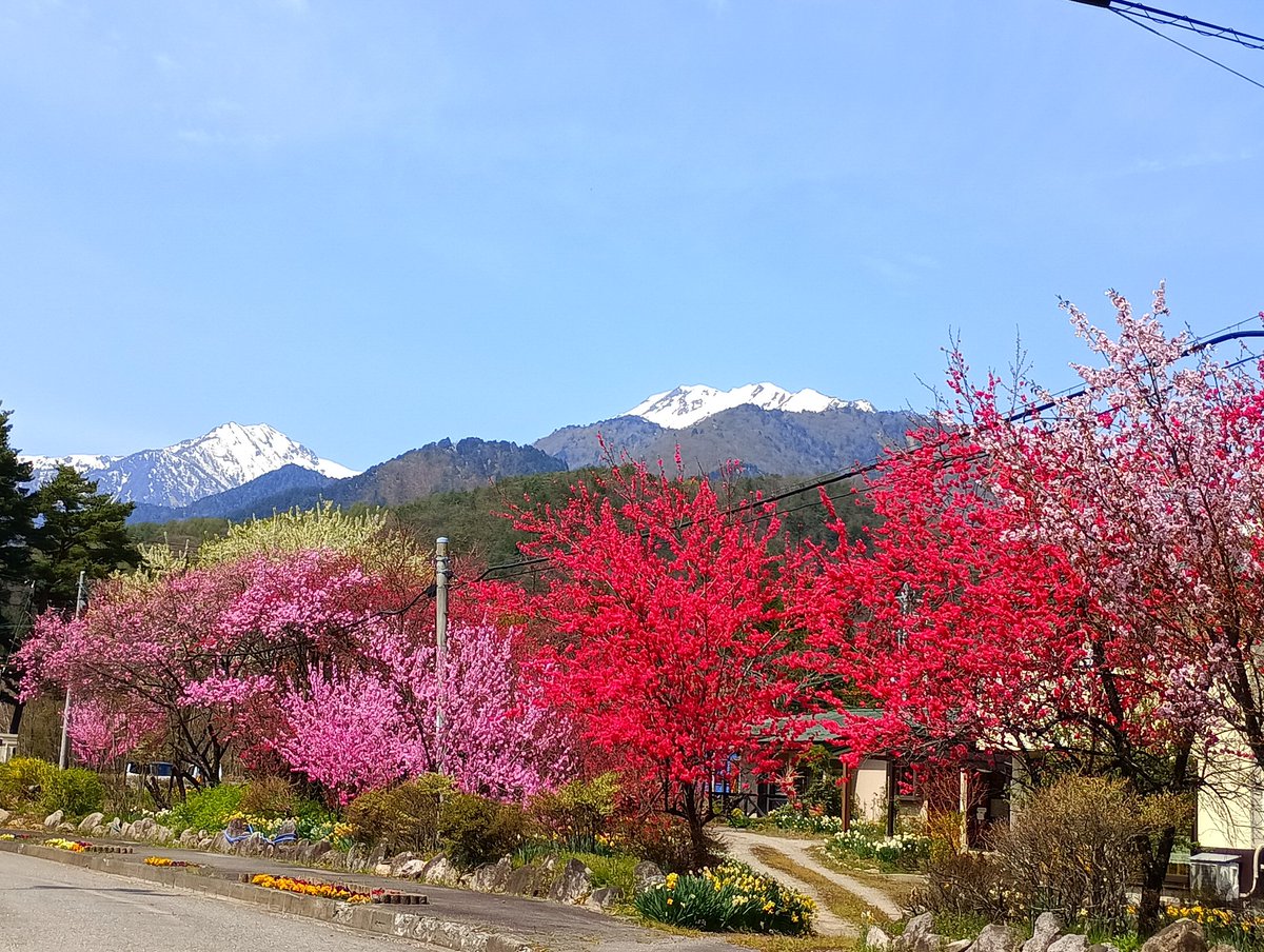 komekomesmc's tweet photo. 信濃側、大町温泉郷。
雪国の春は一斉にやってくるようで…。
桃も桜もレンギョウもこぶしの話も一緒に咲いてる💕💕
遠くに雪山…。
信濃大町駅からあずさに乗っていつもの日々に戻りますです。 https://t.co/TS6s30bBR9