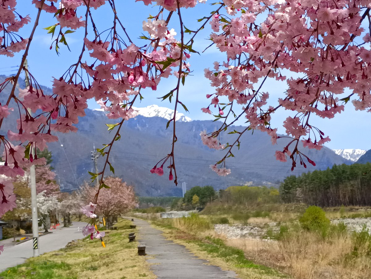 komekomesmc's tweet photo. 信濃側、大町温泉郷。
雪国の春は一斉にやってくるようで…。
桃も桜もレンギョウもこぶしの話も一緒に咲いてる💕💕
遠くに雪山…。
信濃大町駅からあずさに乗っていつもの日々に戻りますです。 https://t.co/TS6s30bBR9