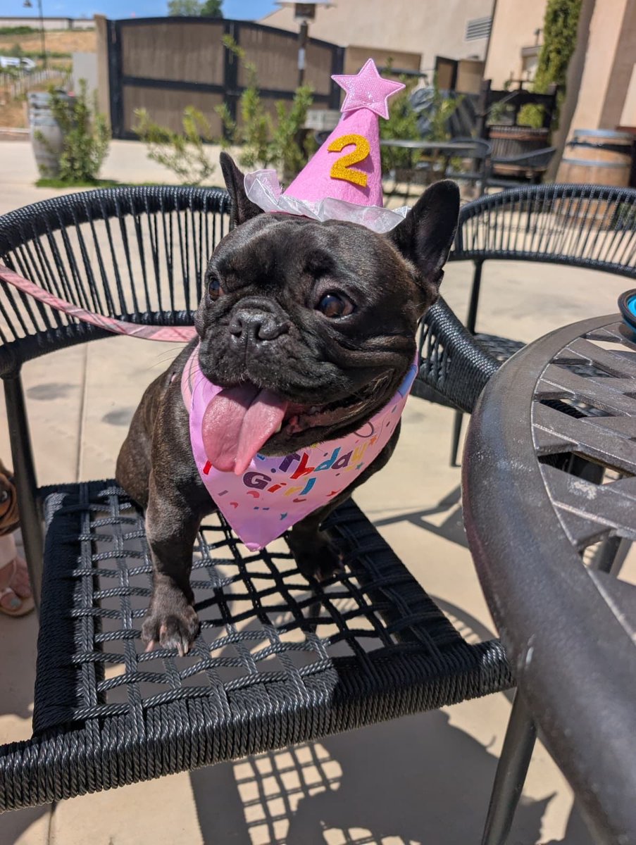 Queen_Monique07's tweet image. My sweet babygirl Princess turned 2 yesterday and boy did she enjoy her birthday. #dogbirthday #doglovers #spoiled #FurBaby #FurBabyMagic