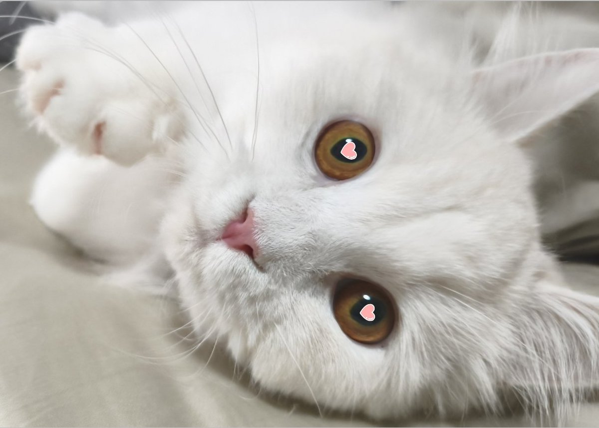 ふにゃん (@funyan_heart) / Posts / X