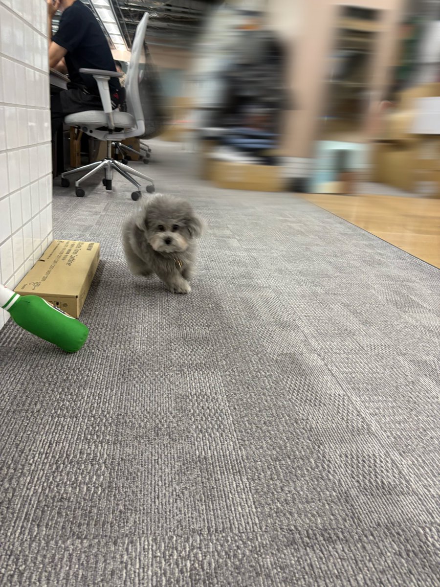 社員犬 tweet media