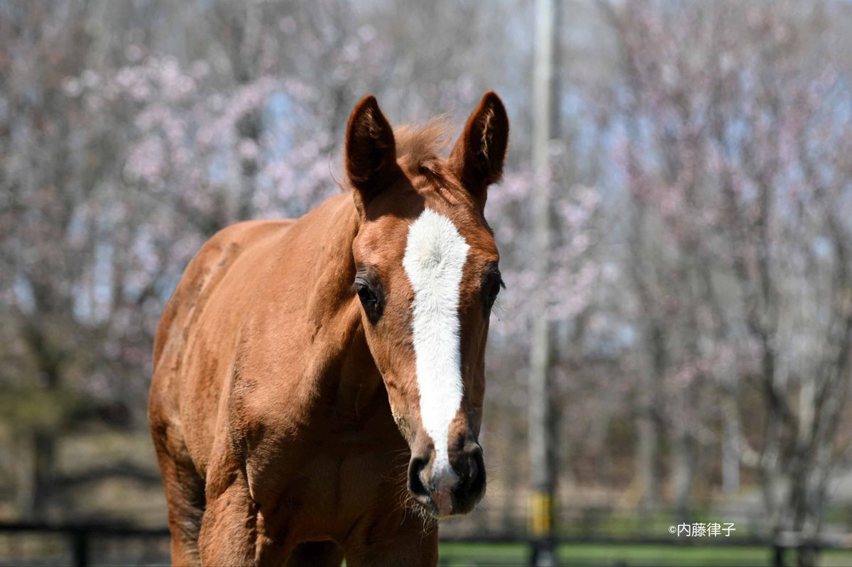 内藤律子 馬専門の写真家 tweet media
