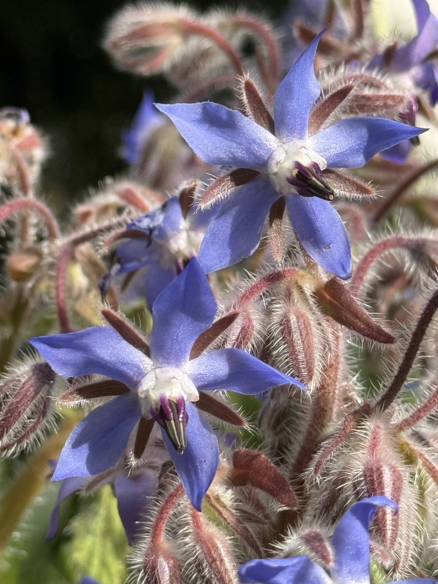 花咲ねこ tweet media