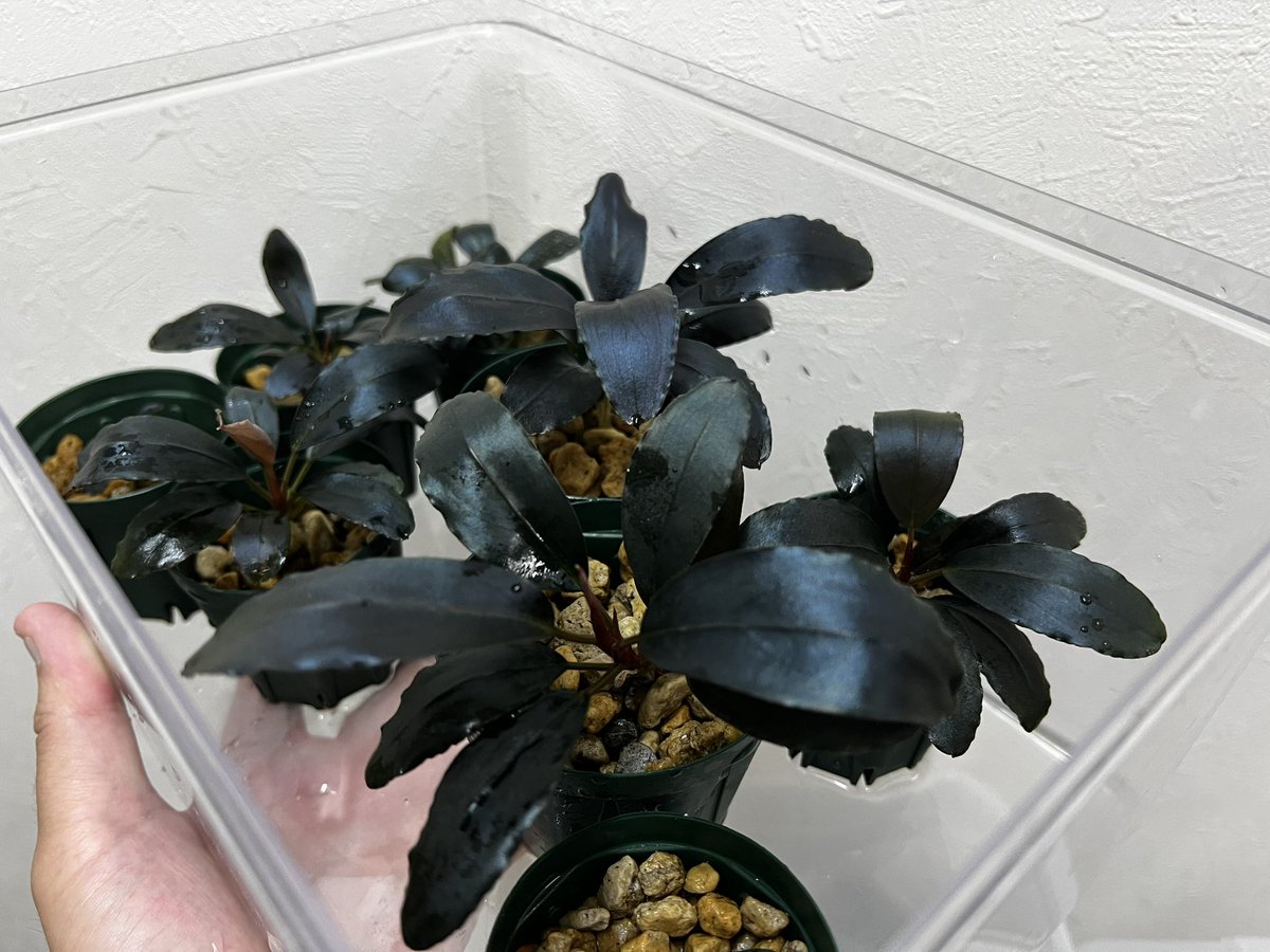 Blutan55 tweet media