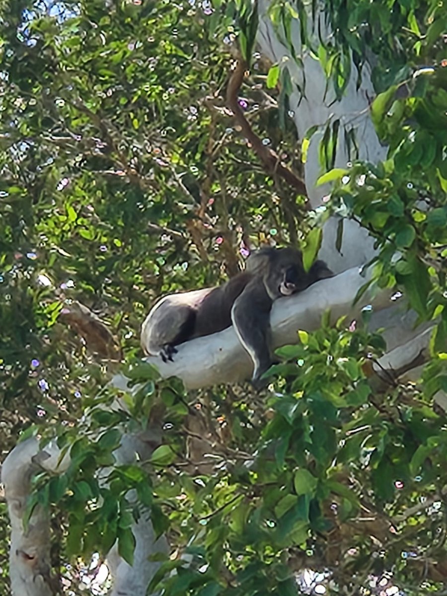 Bryan_APDS's tweet image. #Koalas ❤️