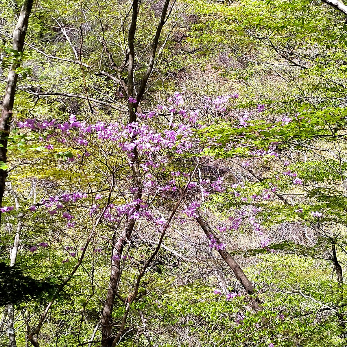 源流斎（内水面漁業協同組合員） tweet media