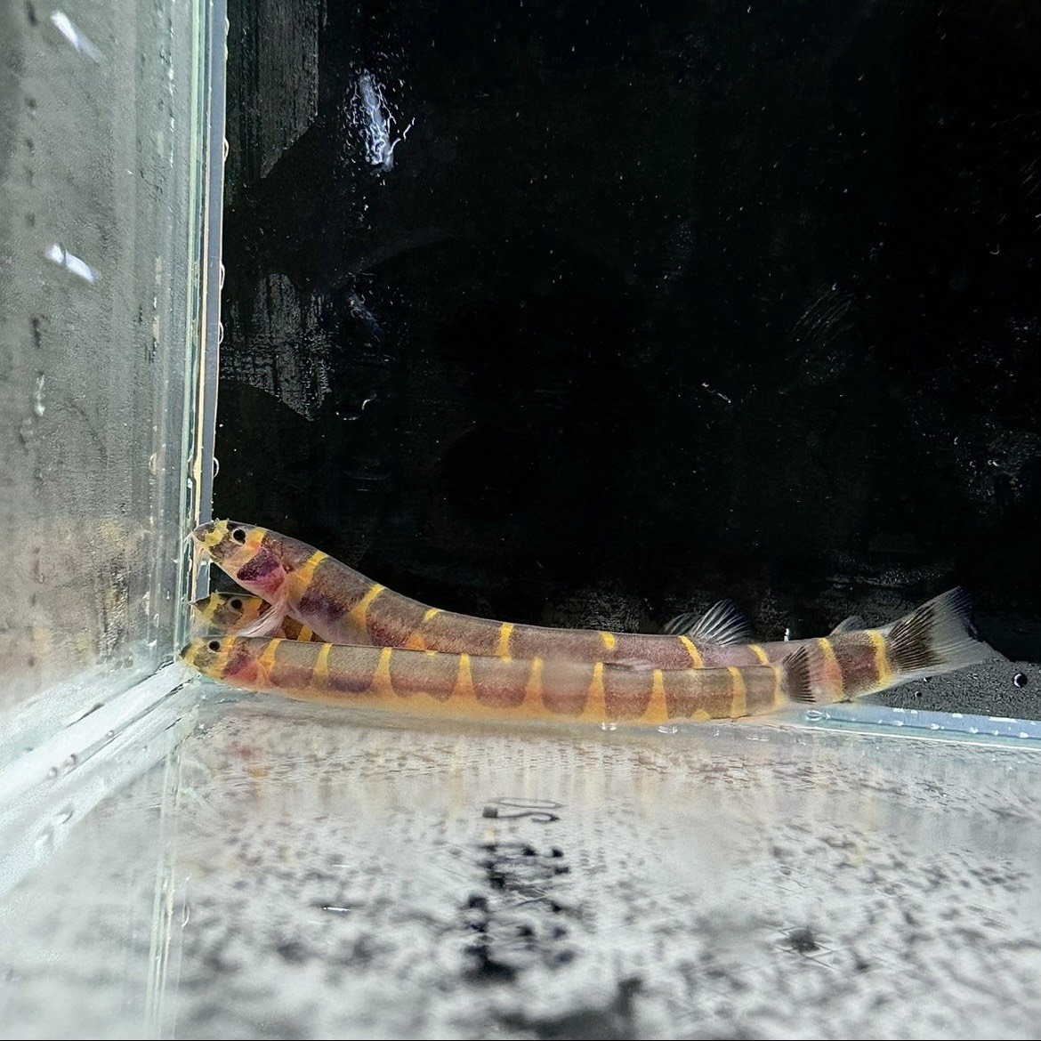 fujinettaigyo's tweet photo. クーリーローチ

細長い体に入るオレンジとブラックの
ストライプが特徴のユニークな底物魚🟠⚫️

くねくねと泳ぐ独特の動きが可愛らしく、
水槽の中で見ていて飽きない存在です🐟💫

🔸混泳ポイント🎨：小型で穏やかな魚との混泳がおすすめ✨

【ご購入はこちら】
https://t.co/44cCjy6Ytn https://t.co/oIEQKrRT07