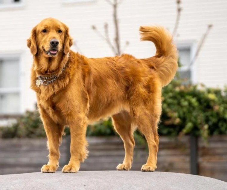 Dr. Shah tweet media