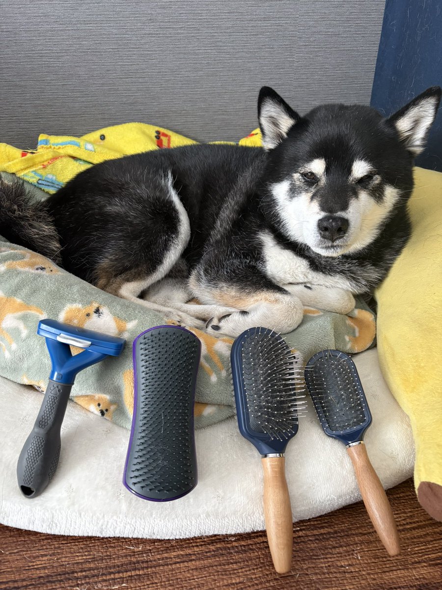 柴犬ケンタ tweet media