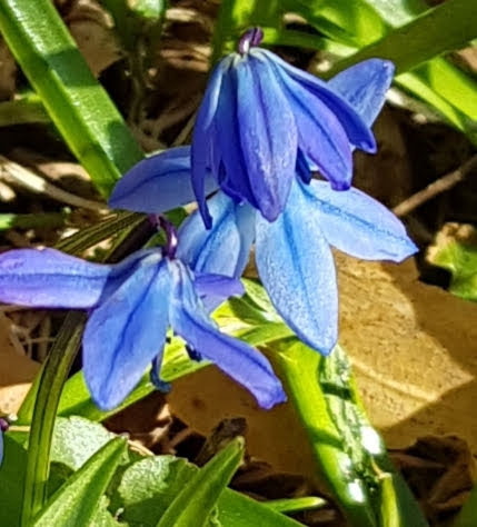 Elisabeth Swedman tweet media