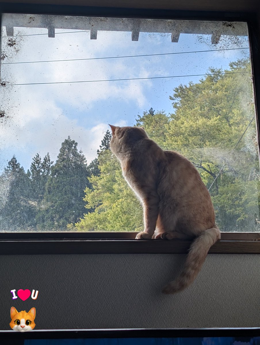 はな(こりん→猫) tweet media